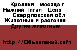 Кролики 2 месяца.г.Нижний Тагил › Цена ­ 300 - Свердловская обл. Животные и растения » Другие животные   